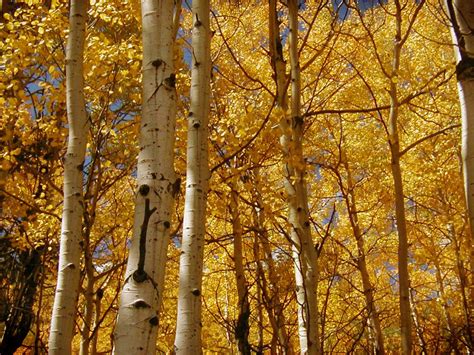 Colorado Fall Foliage | The Mother List