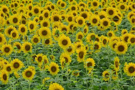 6 Beautiful Sunflower Fields in Japan | Kyuhoshi