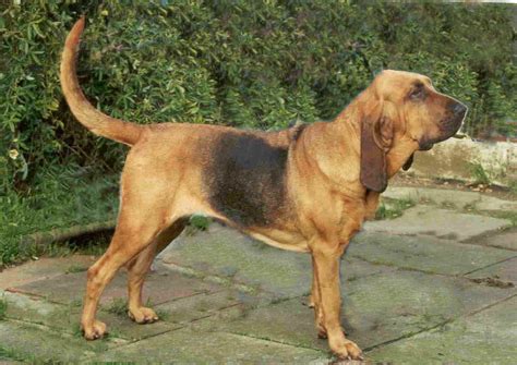 File:Bloodhound black and tan.jpg - Wikipedia