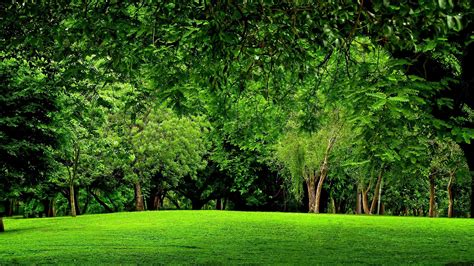 Free Green Forest Background