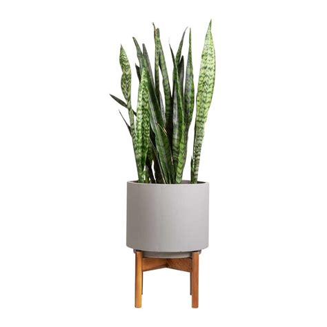Vigo Plant Pot with Wooden Stand - Concrete Grey | Wooden stand ...
