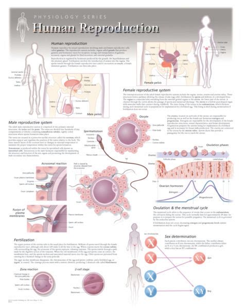 Human Reproduction | Scientific Publishing