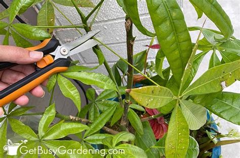 Pruning A Money Tree (Pachira aquatica) & How To Make It Bushy - Get Busy Gardening