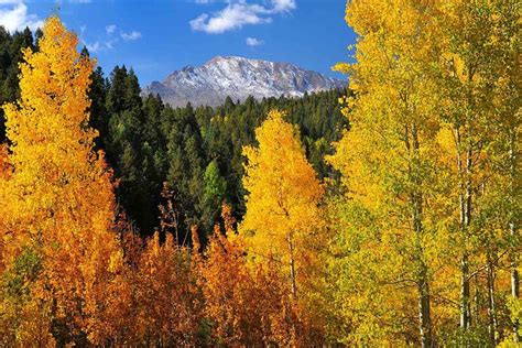 Top Fall Aspen Tree Hikes - Visit Colorado Springs