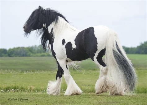 Worlds Most Beautiful Horse Breeds From Around the World - HubPages