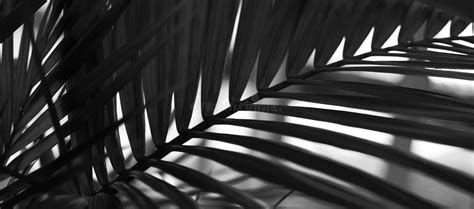 Black and White Palm Leaf in Tropical Forest Plants. Nature Shadow ...