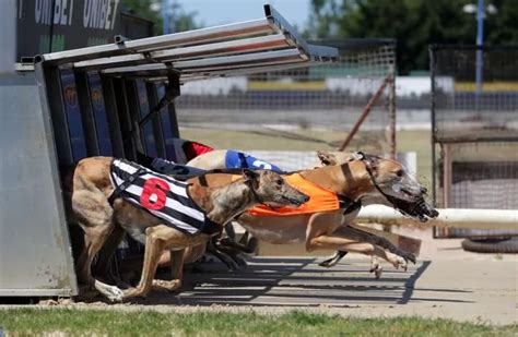 Here’s what happened to all of the greyhound racing tracks in London - MyLondon