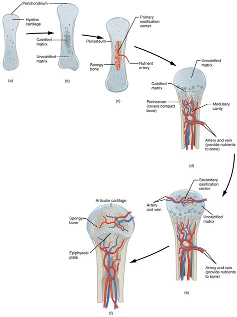 Bone Formation and Development | Anatomy and Physiology I