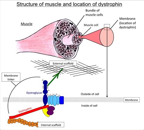 Largest human gene is dyostrophin. What does it code for - askIITians