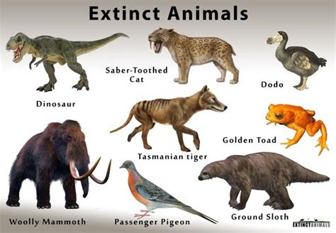 How Are Animals & Plants Classified Under Extinct, Endangered ...