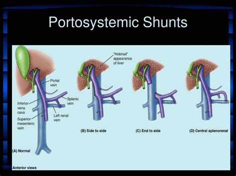 PPT - WINDSOR UNIVERSITY SCHOOL OF MEDICINE PowerPoint Presentation ...