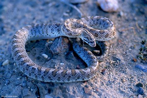 The Show and Tell Nature Blog: An Appreciation of Snakes