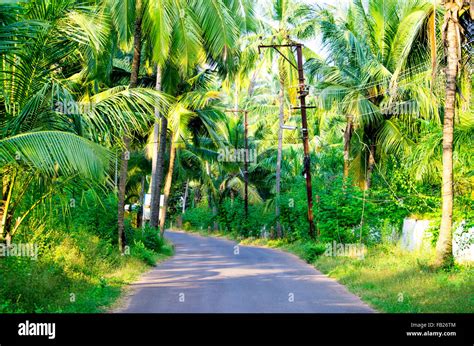 road in the village tropics the nature,the road,the street,the carriageway,asia,india,the indian ...