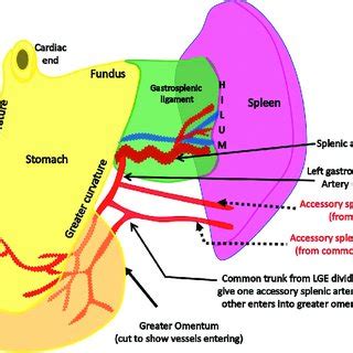 (PDF) Anomalous Course of Accessory Splenic Arteries in Gastrosplenic ...