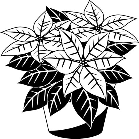 free black and white poinsettia clipart 10 free Cliparts | Download images on Clipground 2024