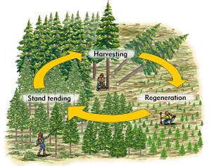 67 - Silvicultural Systems | Shannon's Lumber Industry Update