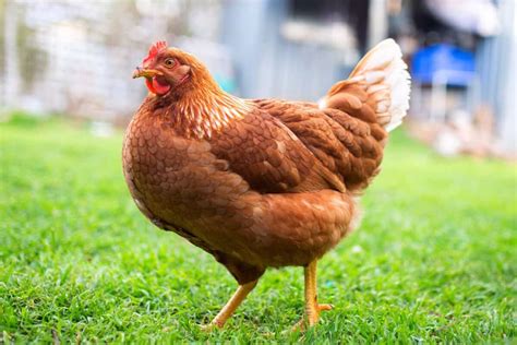 Golden Comet Chicken: Breed Profile, Facts & Pictures