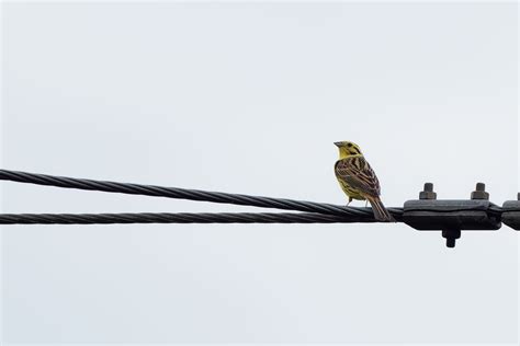 Male yellowhammer | BirdForum