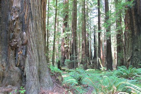 Humboldt Redwoods State Park & The Avenue of the Giants: Where the REAL ...