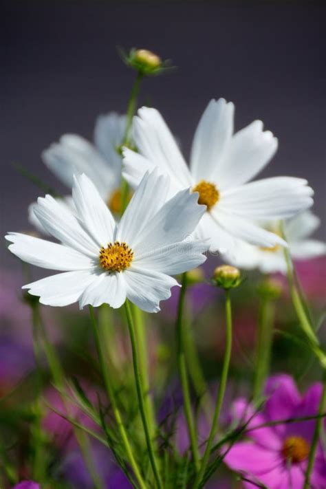 White Cosmos Flower stock photo. Image of flora, flower - 35970798