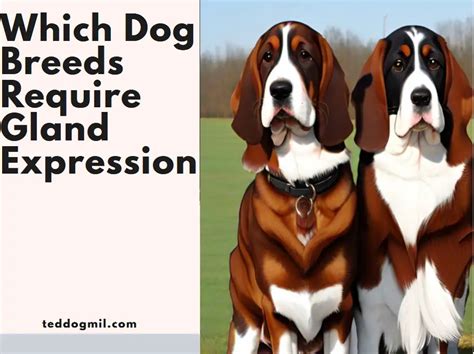 Which Dog Breeds Require Gland Expression - Ted Dog Mil