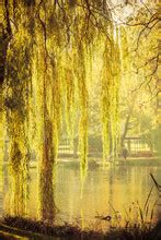 Pond And Willow Trees Free Stock Photo - Public Domain Pictures