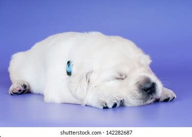 Golden Retriever Puppy Sleeping Stock Photo 142282687 | Shutterstock