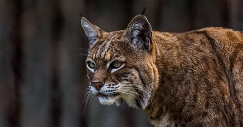 Bobcats in Georgia: Types & Where They Live - AZ Animals