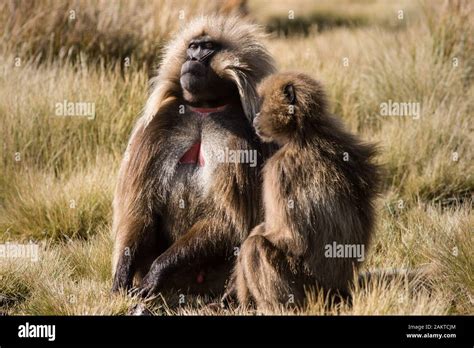 Gelada, Simien Mountains National Park, Ethiopia Stock Photo - Alamy