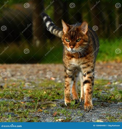 Bengal cat walking time stock photo. Image of domestic - 158484408