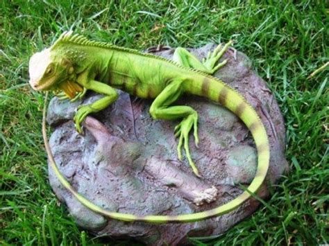 17 Interesting Facts About Iguana - OhFact!