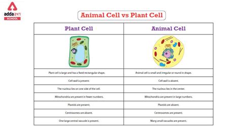 Difference Between Animal Cells And Plant Cells