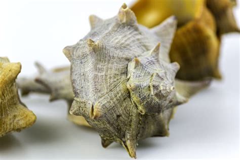 Bolinus Brandaris, An Edible Marine Gastropod Stock Image - Image: 53500461