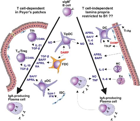 T cell-dependent and T cell-independent IgA isotype switching. Surface... | Download Scientific ...