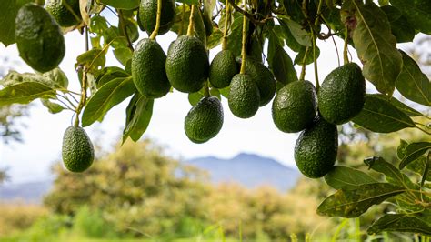 How To Grow And Care For An Avocado Tree