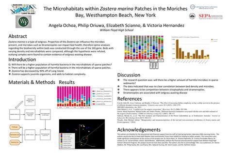 The Microhabitats within Zostera marina Patches in the Moriches - ppt download