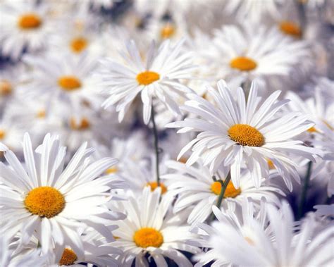 flowers for flower lovers.: Beautiful white flowers wallpapers.