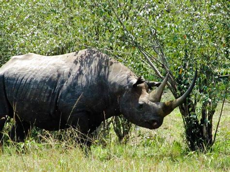 The Rhino we saw on safari AND the only good picture I have of him ...