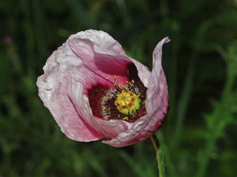 Papaveraceae - Papaver setigerum | Papaveraceae - Papaver se… | Flickr