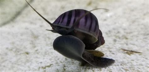 8 Amazing Mystery Snail Colors (With Pictures!) - The Aquarium Keeper