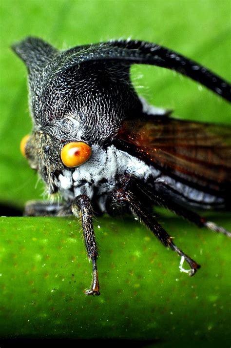 Planthopper | Weird insects, Beautiful bugs, Weird animals