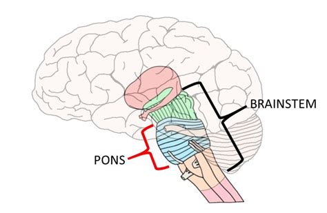 Know your brain: Pons — Neuroscientifically Challenged