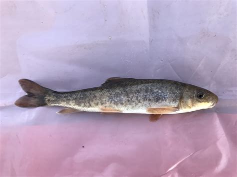 Species #119 — Shortnose Sucker | CaughtOvgard