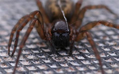 Lace Web Spider (Amaurobius Similis) - Glenlivet Wildlife