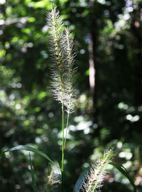 Setaria P.Beauv. | Plants of the World Online | Kew Science