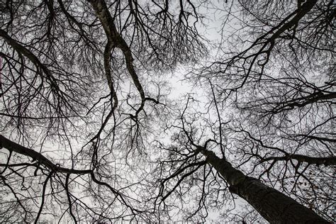 Trees Without Leaves Free Stock Photo - Public Domain Pictures