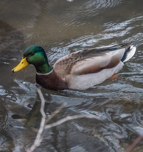 Identification of 10 Marsh Duck Species: a Photographic Guide | Miles Hearn