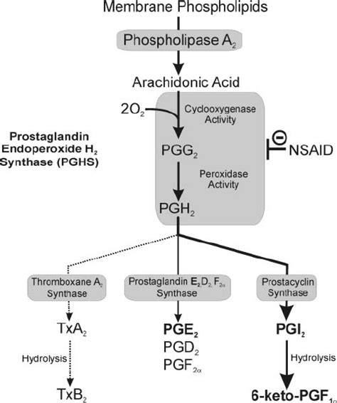 GSH Prostaglandins Synthesis