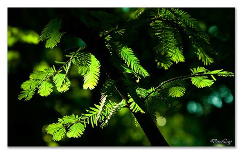 Green leaves | DoeLay | Flickr