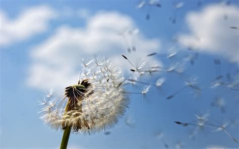 Blowing Dandelion Wallpaper (71+ images)